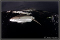   Dark Waters Yap Island Micronesia  